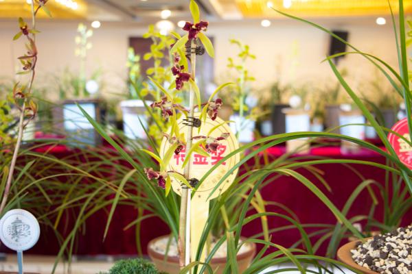 兰花的水培方法和注意事项