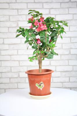 三角梅可以水培吗?