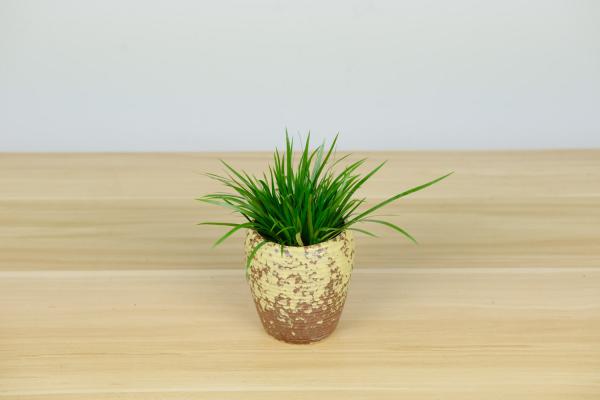 菖蒲盆景怎么过冬?