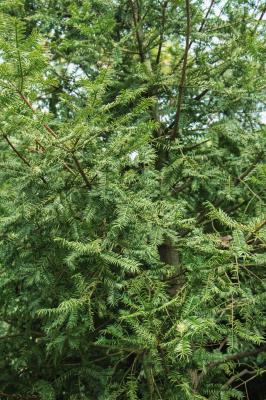 红豆杉盆景养殖方法