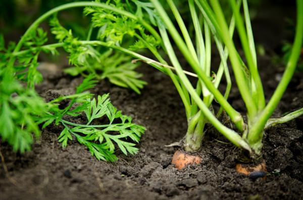 怎么DIY胡萝卜盆栽