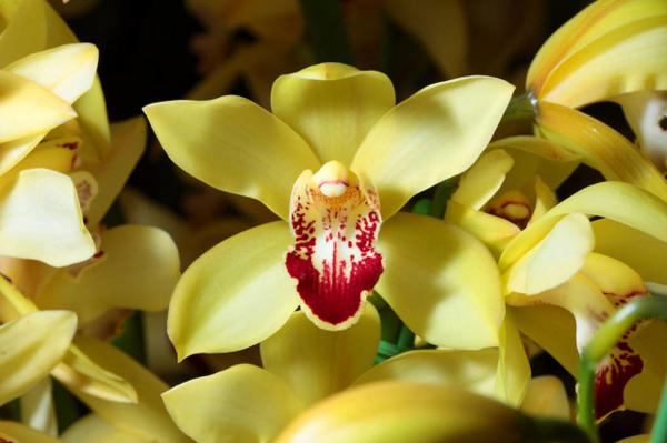 兰花盆景的制作方法