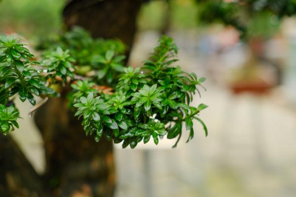 细数中国盆景艺术五大流派，牛！