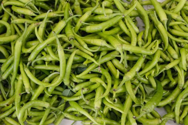 辣椒育苗方法和时间,有哪几种方法