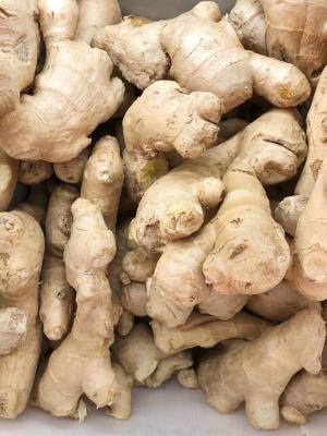 “姜”发芽可别扔，埋在土里，3个月长出“鲜姜”，一冬...