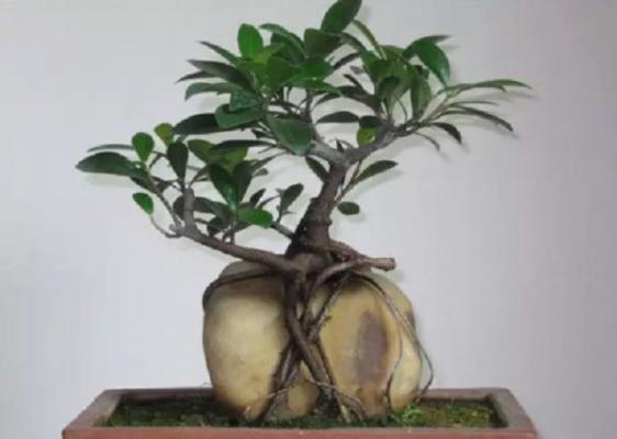 榕树盆景冬天掉叶子怎么办?