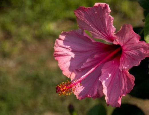 扶桑花怎么养护？扶桑花的养护方法