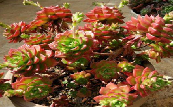 多肉蒂亚开花怎么处理