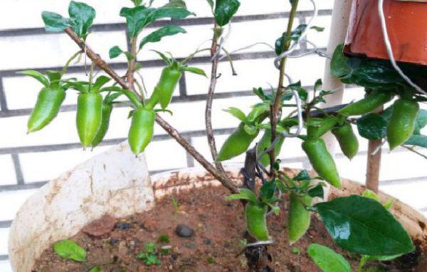 老鸦柿挂果为什么会掉