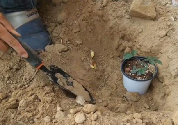 盆栽月季小苗怎样越冬