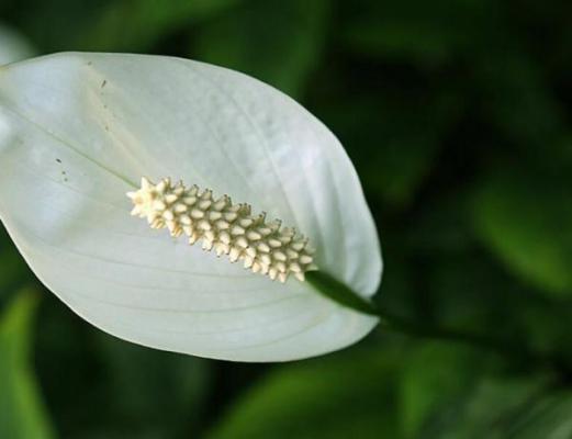 白掌怎么水培?白掌的水培方法