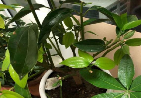 怎样给砍头的平安树催芽