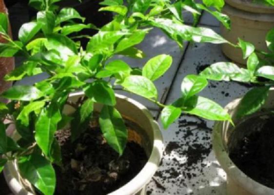 三角梅移栽后掉叶子怎么办？