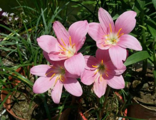 风雨兰怎么种植？风雨兰的种植方法