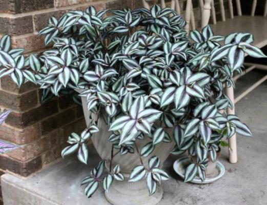 冬季怎么栽培吊竹梅?