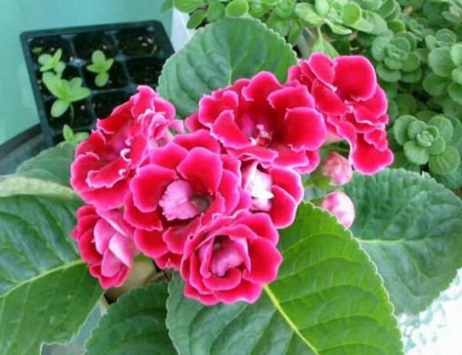 保持大岩桐花色鲜艳方法