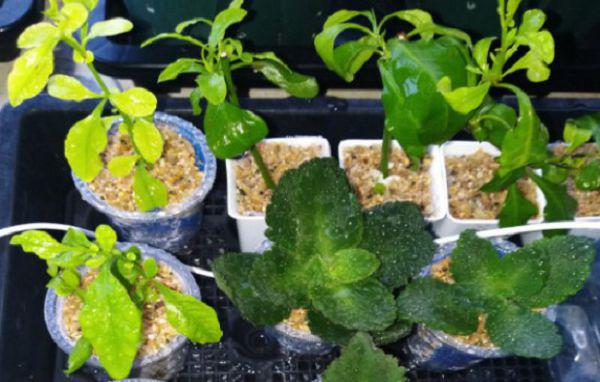 长寿花茎插用普通土可以吗?