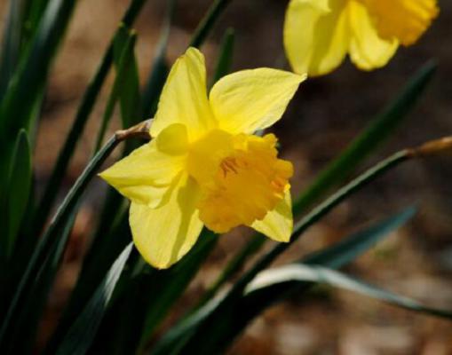 洋水仙的繁殖方法,播种与分球两种繁殖方法