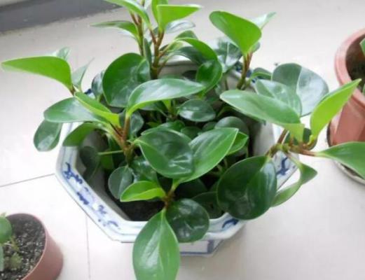 豆瓣绿为什么掉叶?豆瓣绿掉叶的原因