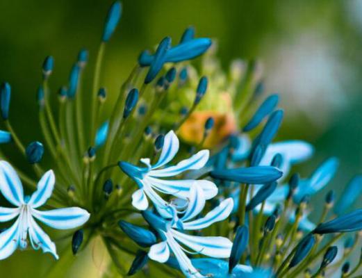 百子莲什么时候开花?怎么养殖?