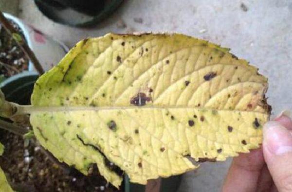 绣球花叶子发黄原因,绣球花叶子发黄怎么办