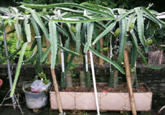 火龙果结果了要施肥吗?