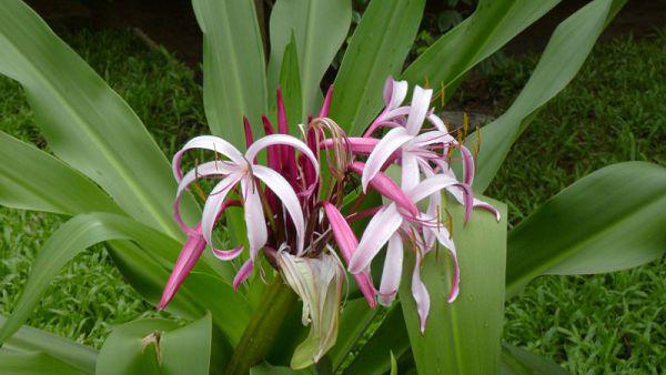 文殊兰的养殖方法,养殖文殊兰的注意事项