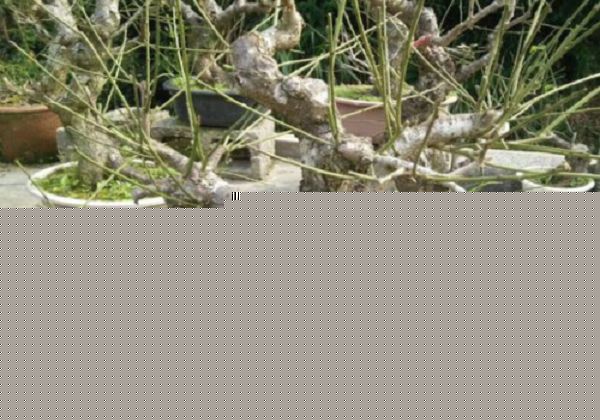 梅花花苞期间施肥吗？