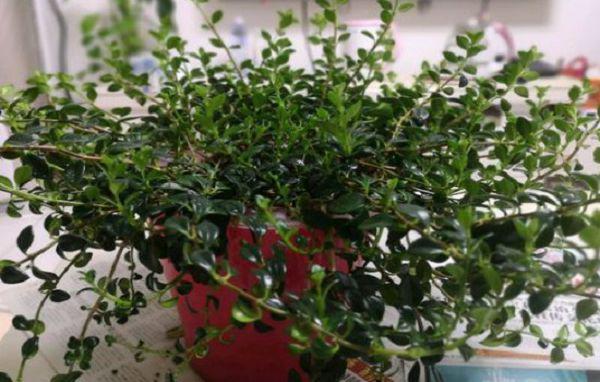 金鱼吊兰枝条长叶子小怎么办?