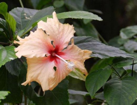 扶桑花怎么养才能多开花?