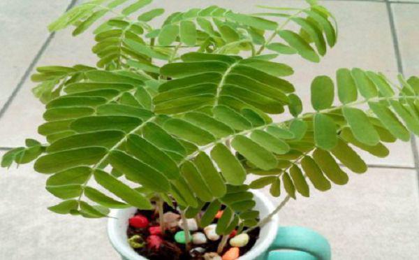 酸角树北方能生长吗？