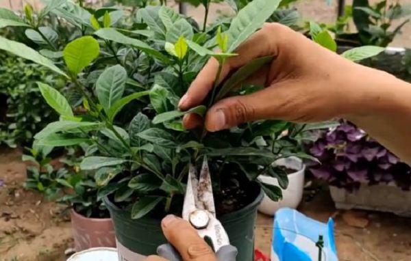 盆栽栀子花如何修剪