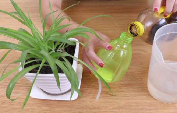 给吊兰喷点酱油兑水可以吗?