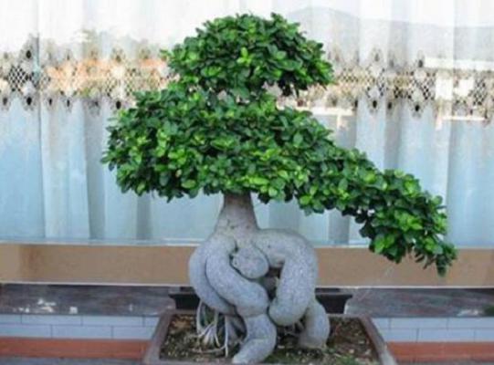 榕树盆景冬天怎么养,盆景榕树冬季注意事项