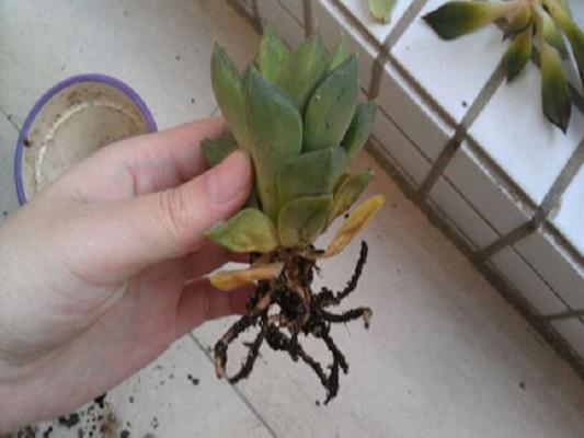 盆栽多肉植物烂叶怎么办？