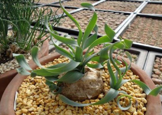 宽叶弹簧草怎么养