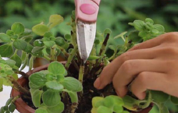 碰碰香的养护要点,必须做好这三点