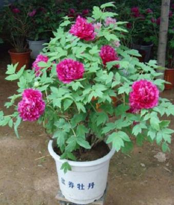 怎样防止盆栽牡丹烂根和落蕾