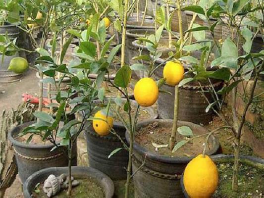 盆栽柠檬树掉叶子怎么办?