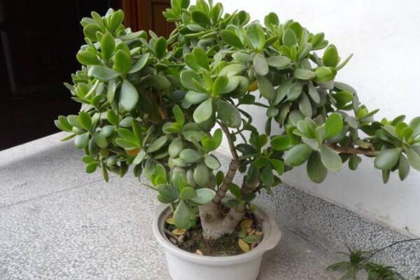 燕子掌可以净化空气吗,净化效果非常明显