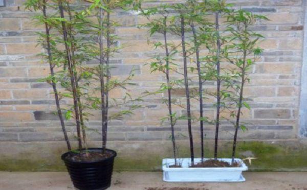 盆栽紫竹怎么养?