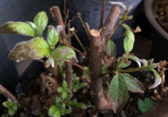 映山红新叶干枯变黑一碰就掉怎么办?