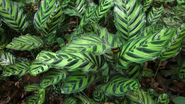 豹纹竹芋的浇水方法