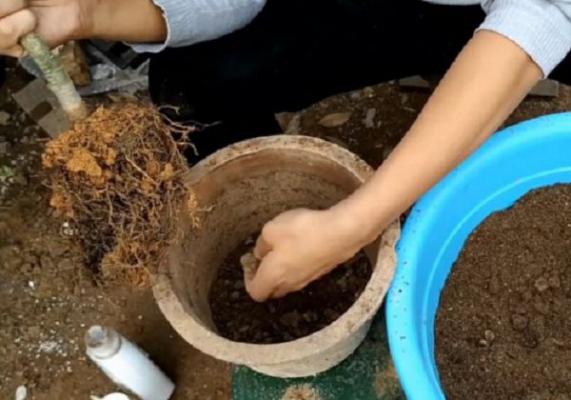 桂花深盆好还是浅盆好