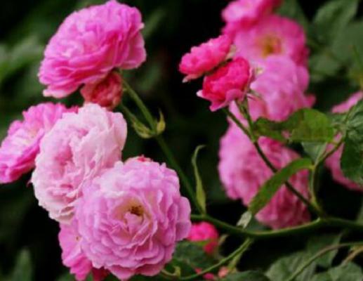 蔷薇花有毒吗,蔷薇花可以种植在室内吗