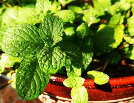 薄荷什么时候开花?开花后怎么处理?