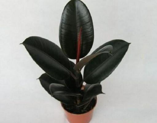 橡皮树怎么修剪,橡皮树修剪方法