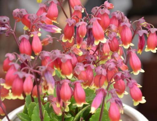 宫灯长寿花怎么养护?