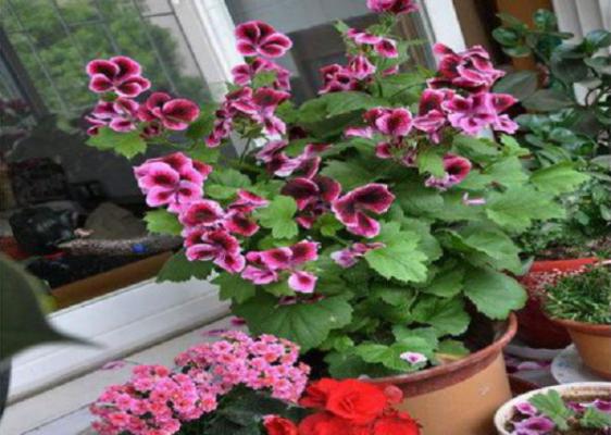 蝴蝶梅什么时候开花?不开花怎么办?