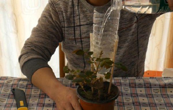 盆栽植物叶子发黄发蔫,或因浇水不当所致